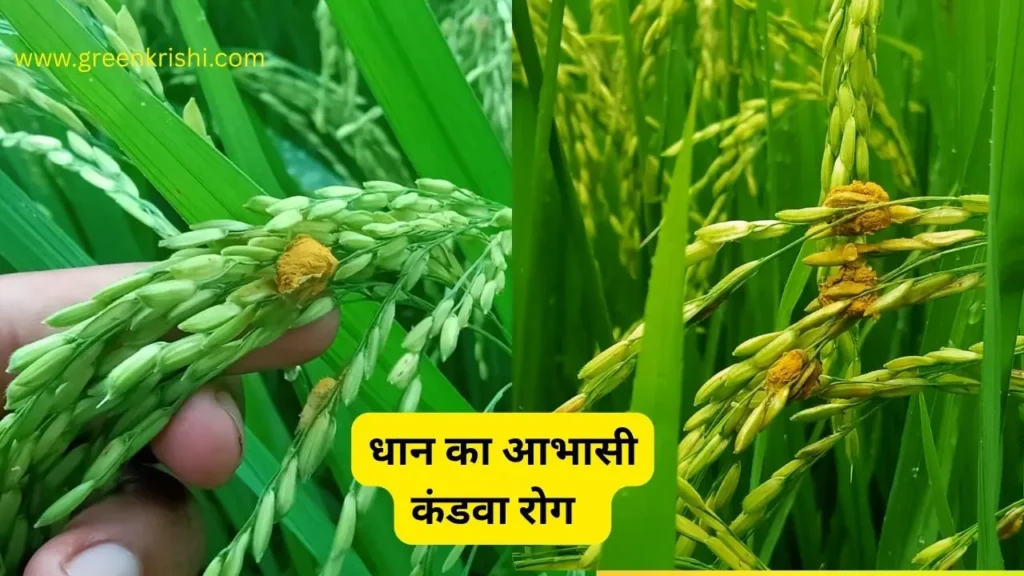 धान का कंडवा रोग, धान का रोग,FAlse Smut of paddy, rice smut of paddy