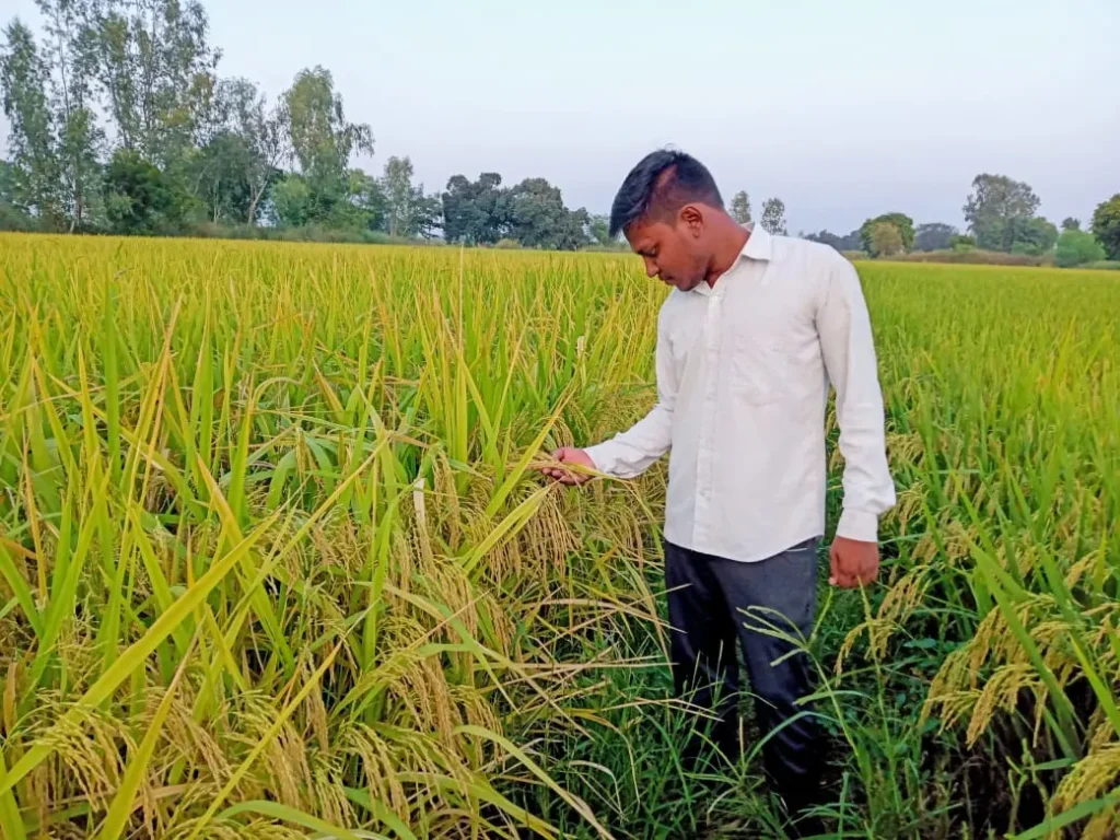 धान में लगने वाले प्रमुख रोगों की पहचान और उनका प्रबंधन