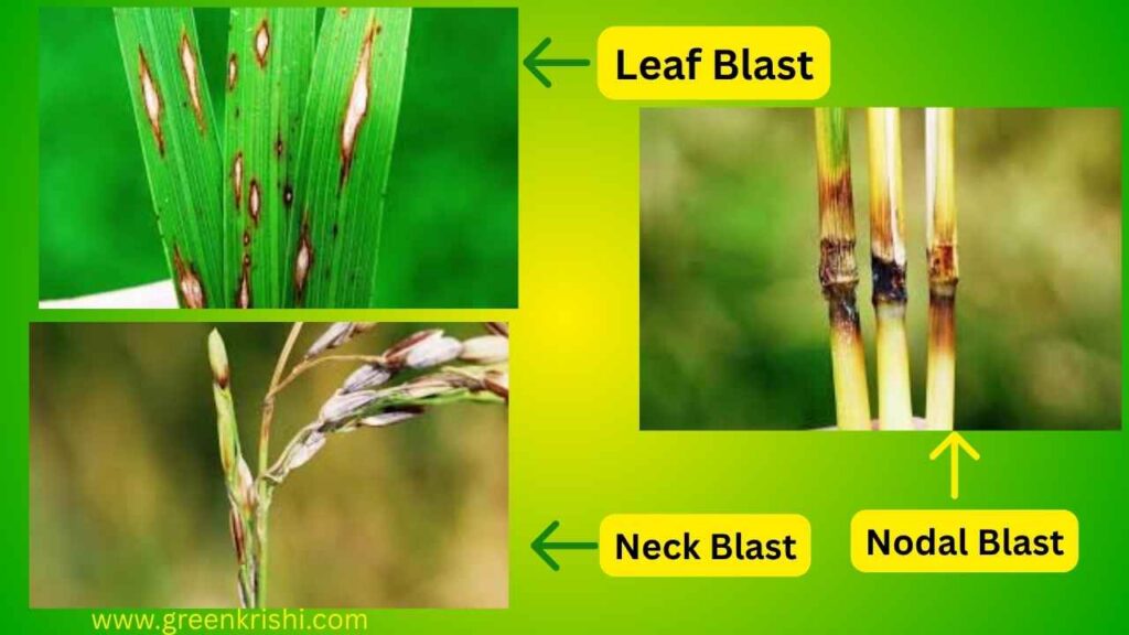 Rice Blast, Paddy Blast Disease, धान का झोंका रोग, 