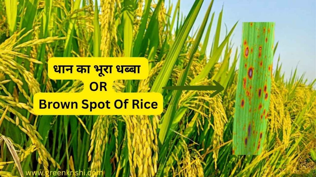 Brown spot of rice , Dhaan ka bhur dhabba rog,धान का भूरा धब्बा रोग , ब्राउन स्पॉट ऑफ़ राइस 