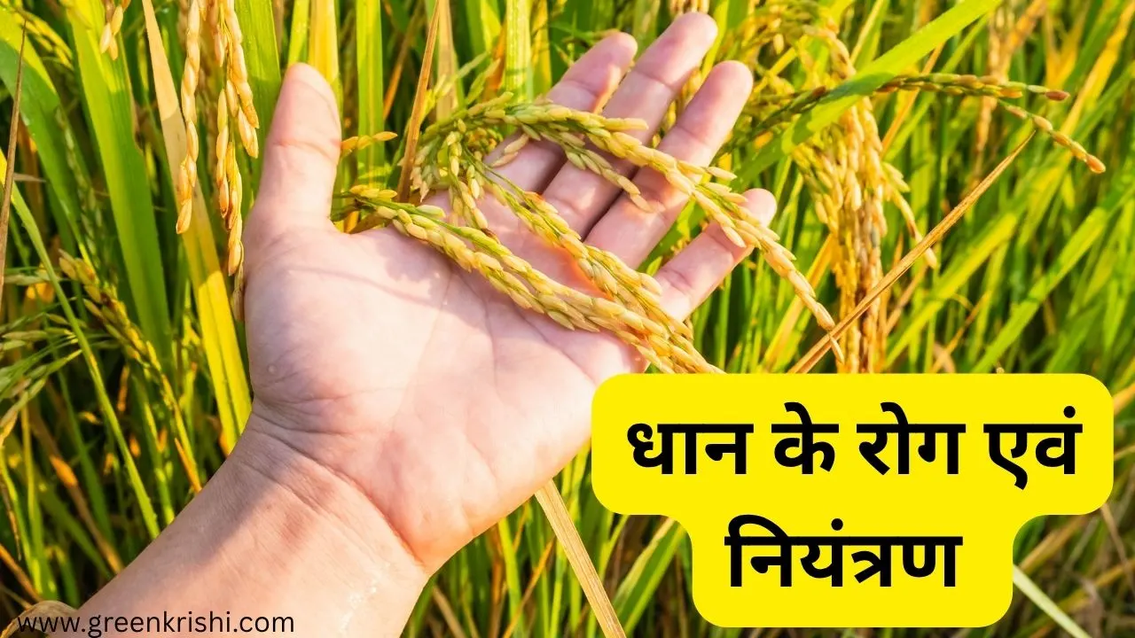 धान के रोग धान में लगने वाला रोग एवं नियंत्रण