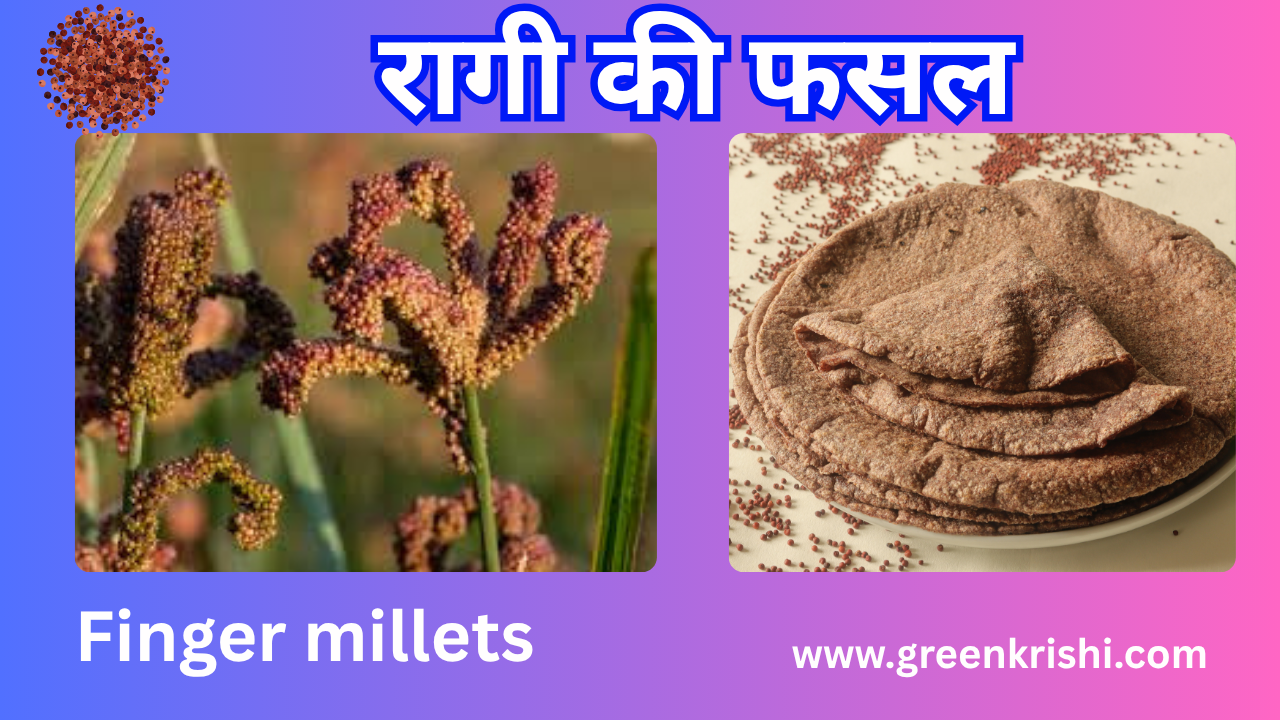 रागी की फसल