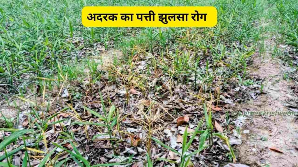 अदरक की खेती की जानकारी, अदरक की खेती,