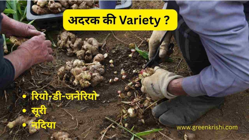 अदरक की खेती की जानकारी, अदरक की खेती 