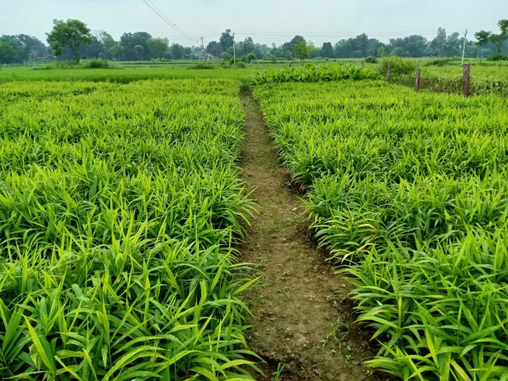 अदरक की खेती,अदरक की खेती की सम्पूर्ण जानकारी,अर्क ककी खेती कैसे करें 