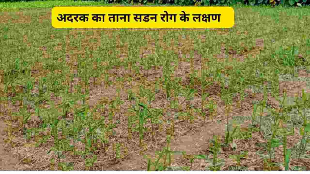 adrak ki kheti, अदरक किखेती की जानकारी 