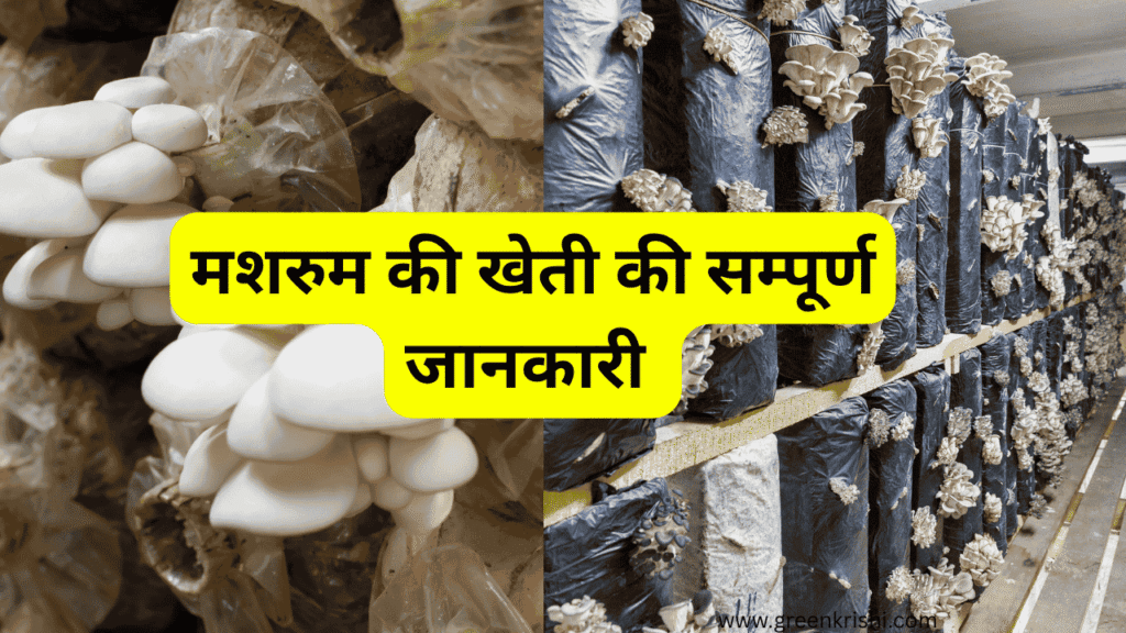 मशरुम की खेती, Mushroom farming