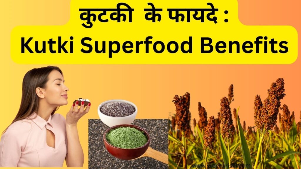 कुटकी के फायदे , कुटकी के नुकसान 
