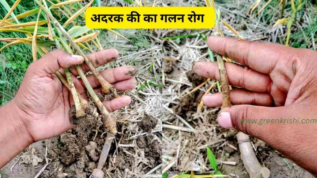 अदरक की खेती की जानकारी, अदरक की खेती,