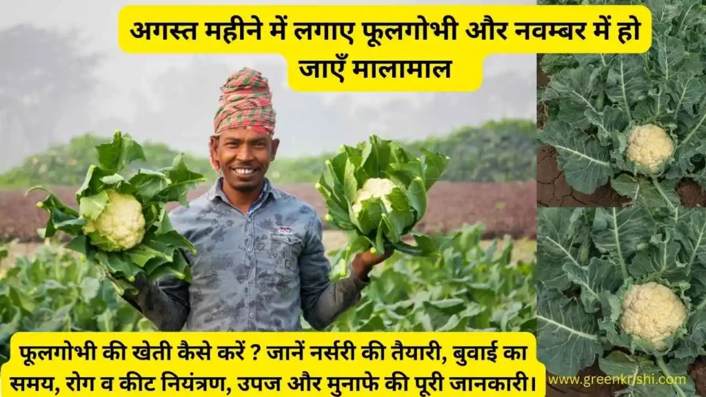 फूलगोभी की खेती बरसाती फूलगोभी की खेती कैसे करें, फूलगोभी के भौतिक विकार, फूलगोभी की खेती कब करें 