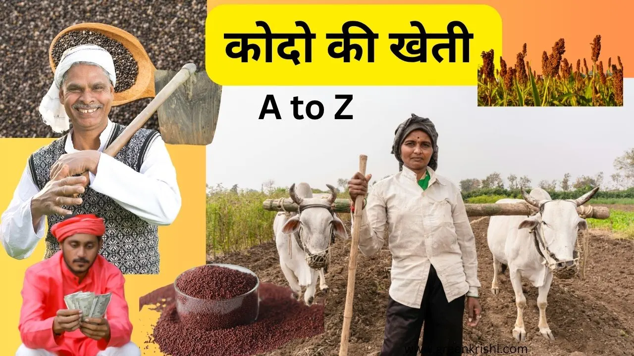 Kodo ki kheti kaise karen