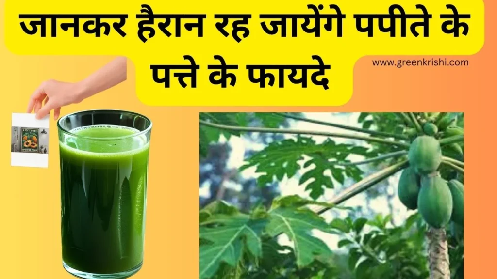 पपीते के पत्पते के फायदे, पपीते के पत्तो का जूस ,पपीता पत्ता रस,