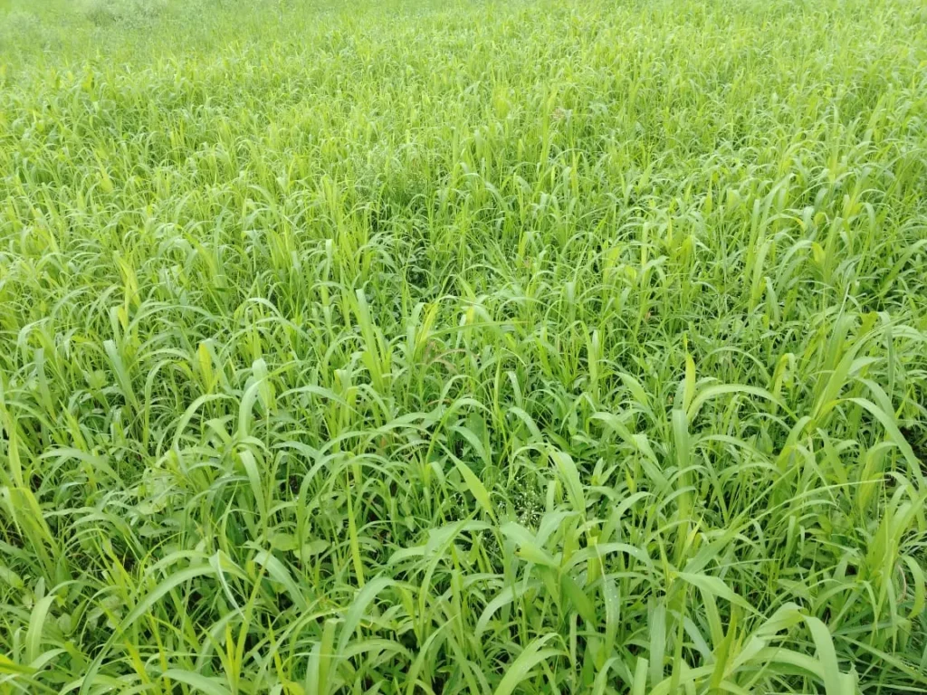 Sava ka paudha , सांवा का एक महीने की फसल , सांवा की खेती 
