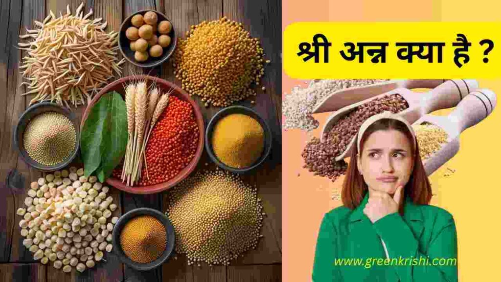 श्री अन्न क्या है , कोदो, कुटकी, रागी, बज्र, ककून,