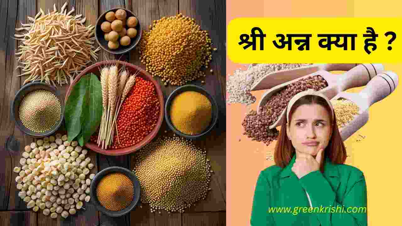 श्री अन्न किसे कहते हैं, श्री अन्न क्या है
