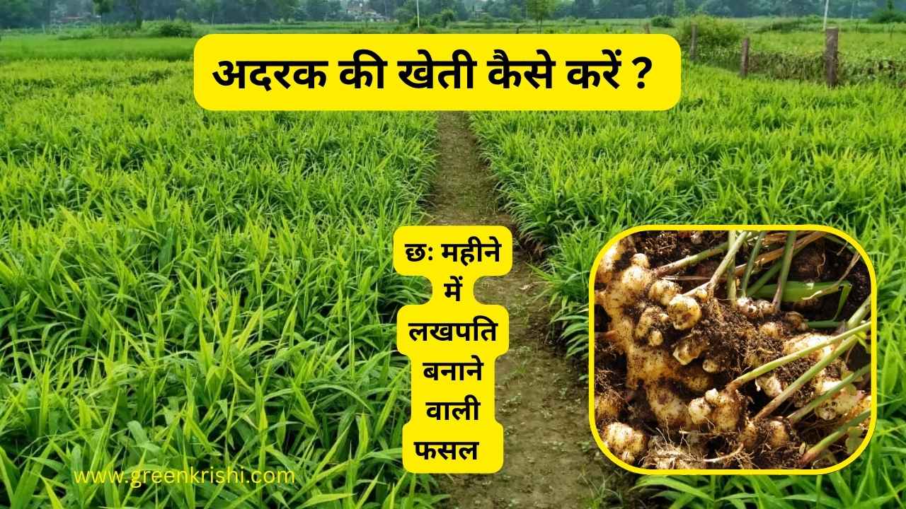 अदरक की खेती कैसे करें, अदरक की खेती की जानकारी,Ginger farming, Ginger cultivation