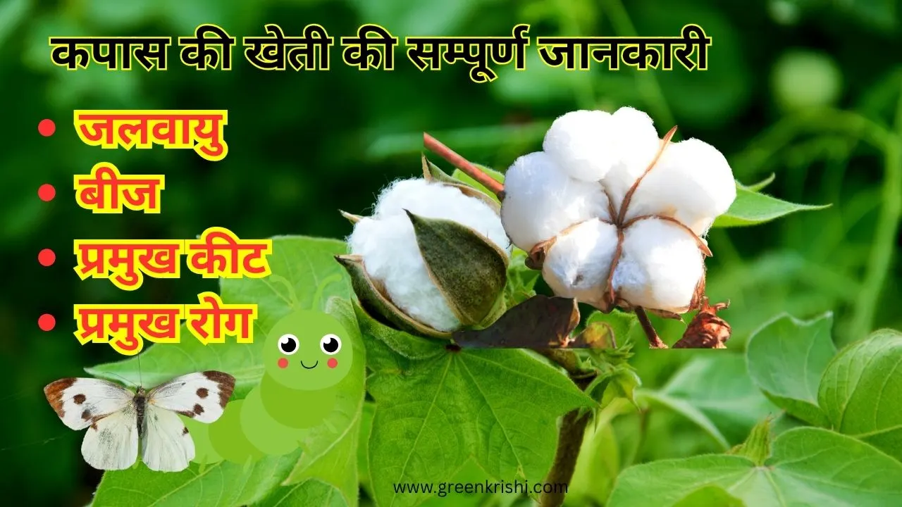 कपास की खेती की जानकारी