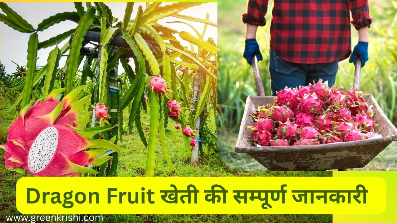 Dragon fruit: ड्रैगन फ्रूट की खेती कैसे करें