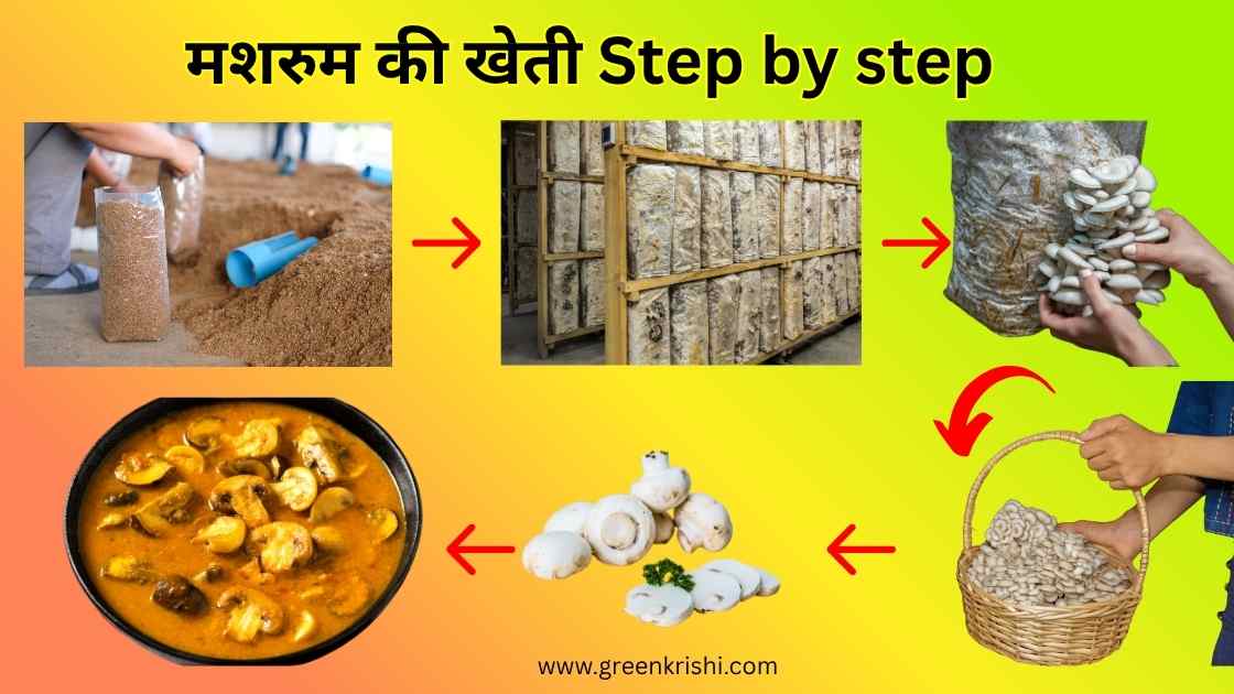 मशरुम की खेती स्टेप by स्टेप