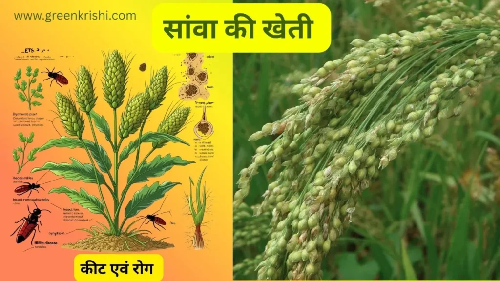 सांवा फसल के कीट एवं रोग 