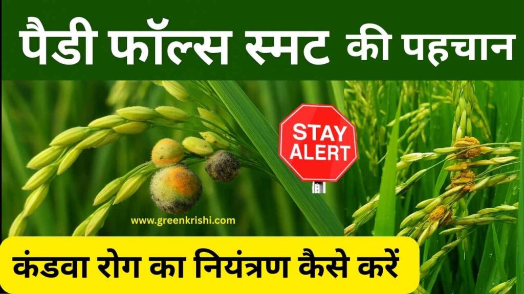 धान का कंडुआ रोग की पहचान एवं रोग का नियंत्रण कैसे करें,