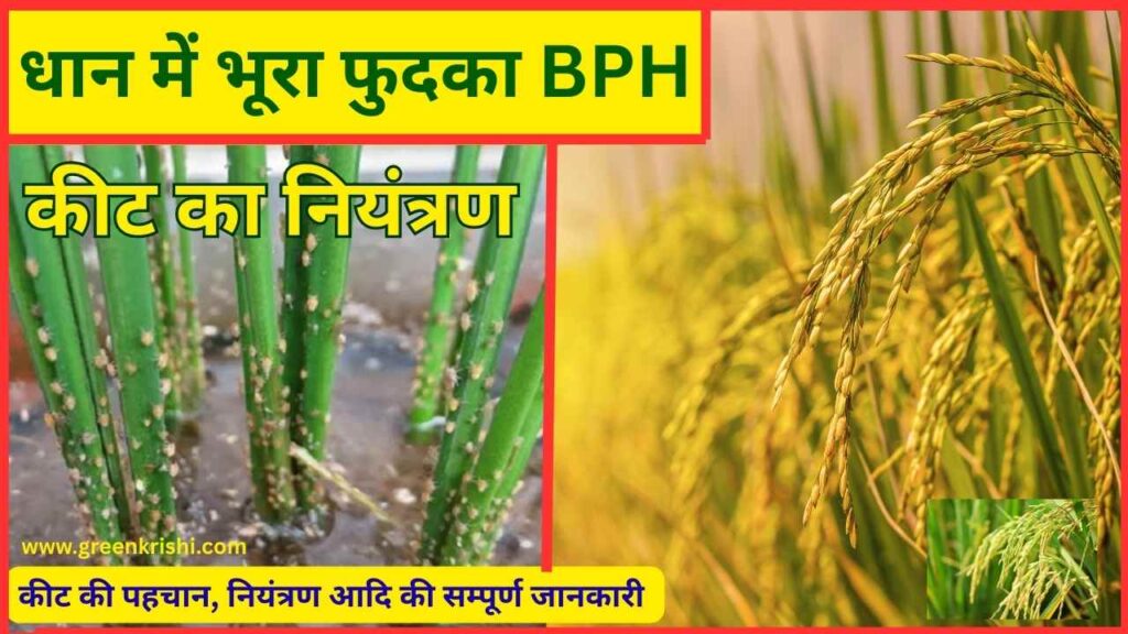 धान में भूरा फुदका कीट का नियंत्रण 
Rice BPH Brown Plant Hopper COntrol