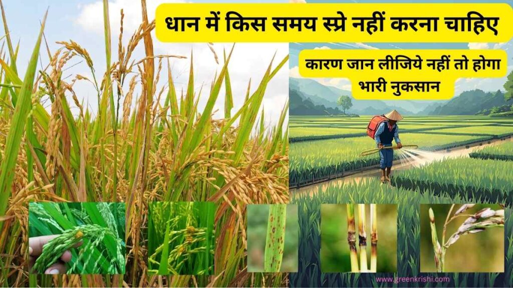 धान में स्प्रे करने का सही समय 