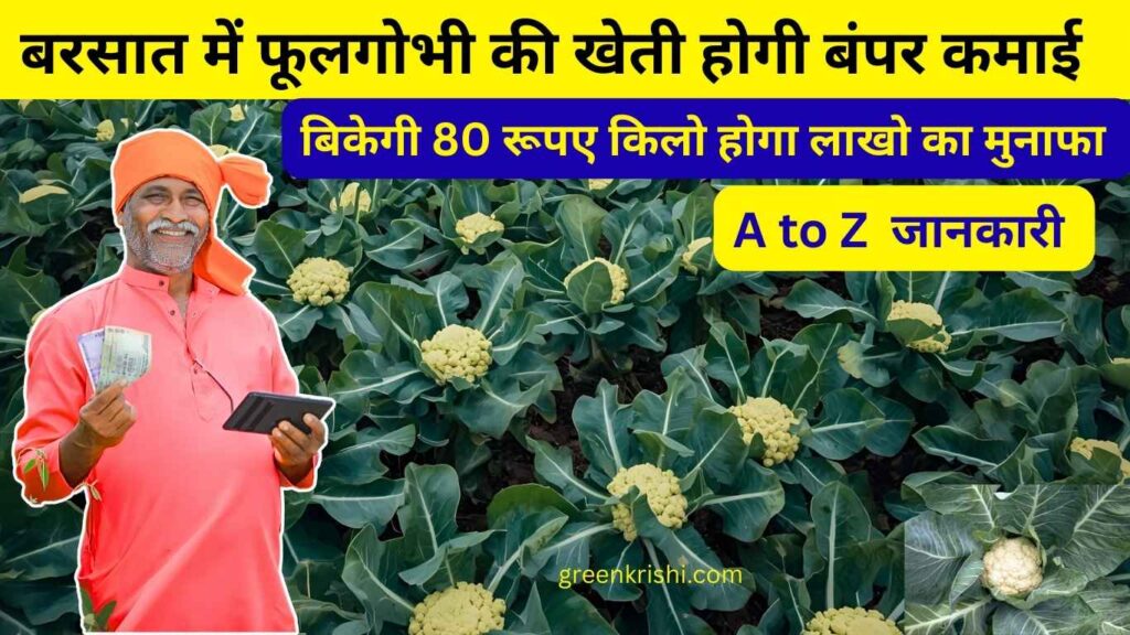 बरसात में फूलगोभी की खेती कैसे करें 
