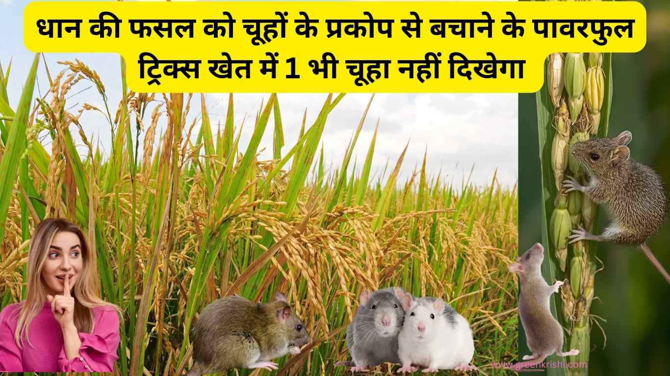 धान की फसल को चूहों से कैसे बचाएं