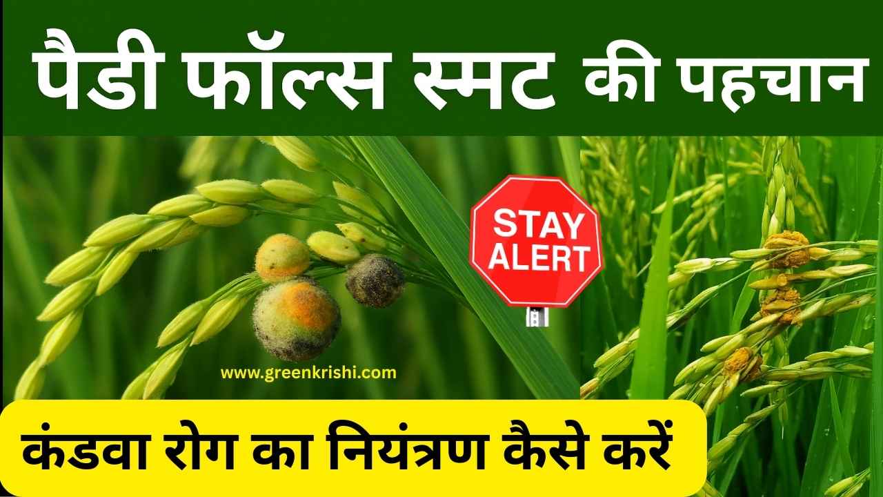 धान का कंदवा रोग,
