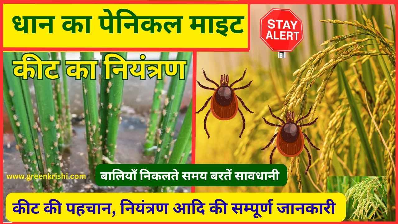 rice penical mite