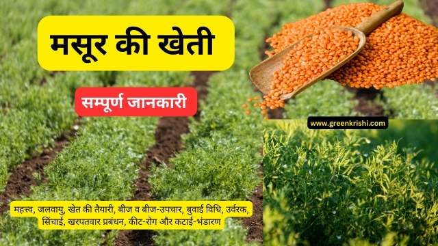 मसूर की खेती क सम्पूर्ण जानकारी,