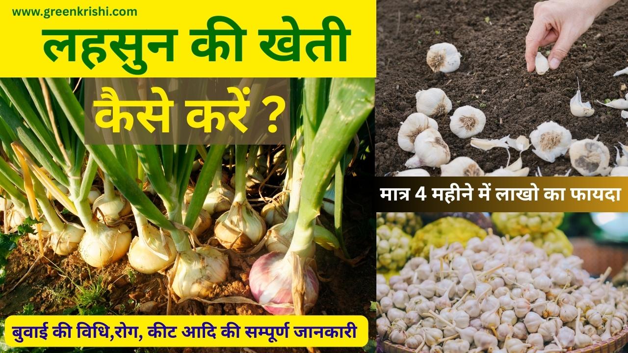 लहसुन की खेती कैसे करें,