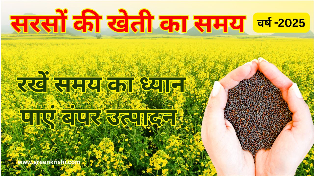सरसों की खेती का समय