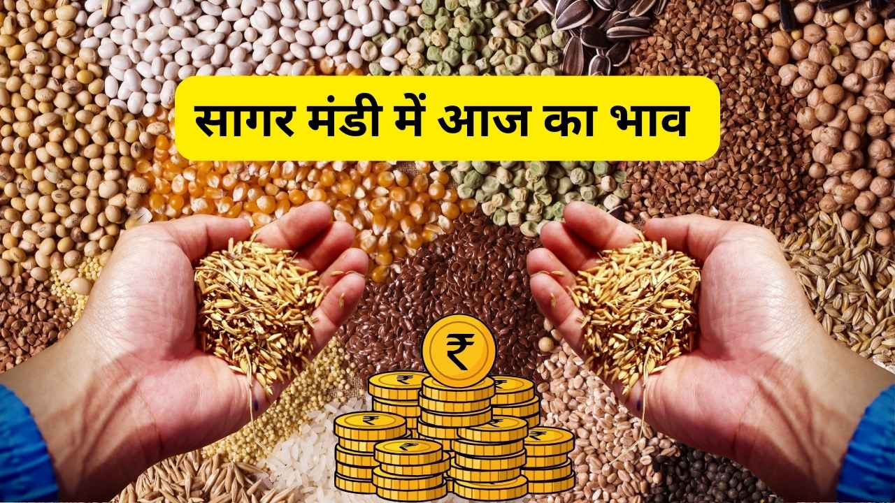 सागर मंडी में आज का भाव