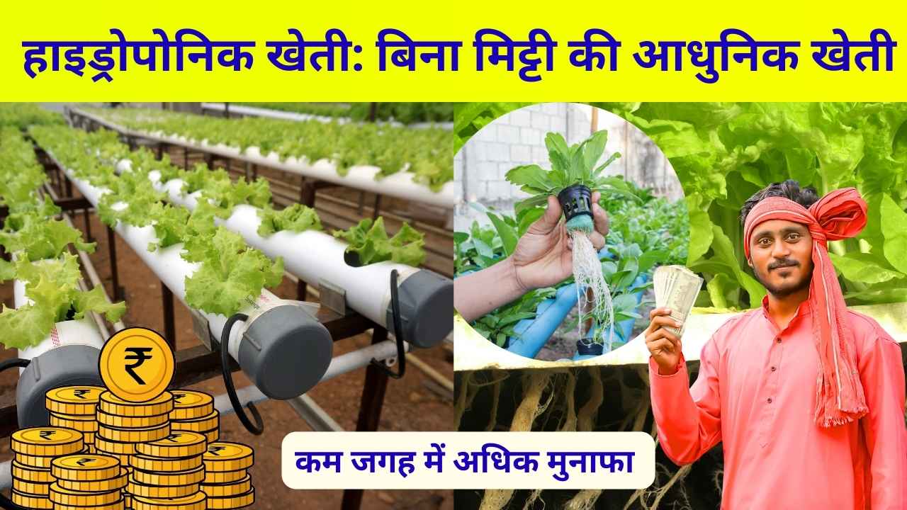 हाइड्रोपोनिक खेती कैसे करें,सम्पूर्ण जानकारी,