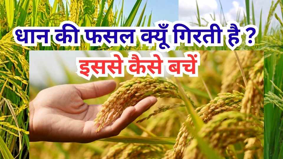 धान की फसल क्यूँ गिरती है ? इससे कैसे बचें फसल गिरने का कारण |