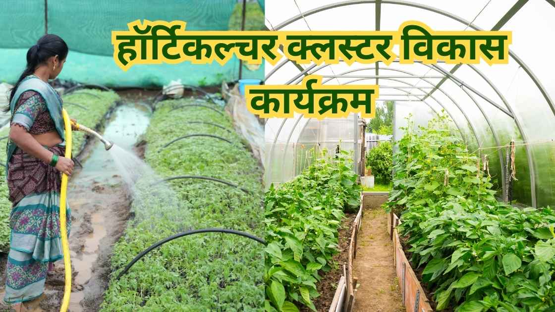 हॉर्टिकल्चर क्लस्टर विकास कार्यक्रम